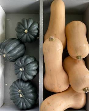 Acorn Butter Squash Display